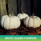 White Queen Pumpkin Seeds Easy to Grow