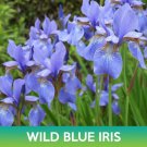Wild Blue Iris Flower Seeds Iris Missouriensis Easy to Grow