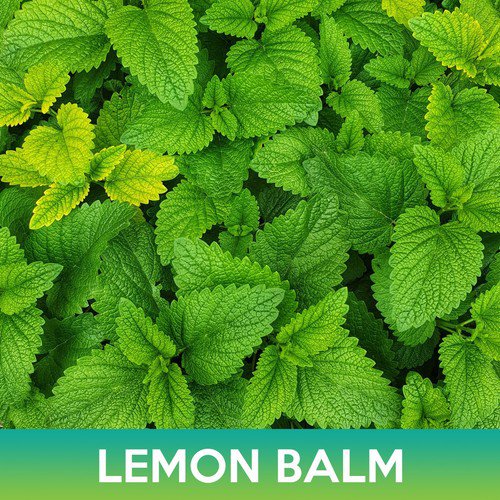Lemon Balm Seed Melissa Officinalis Easy to Grow