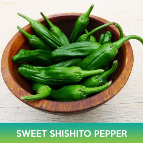 Sweet Shishito Pepper Seeds Easy to Grow