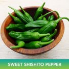 Sweet Shishito Pepper Seeds Easy to Grow