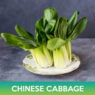 Chinese Cabbage Seeds Brassica Rapa Var Parachinensis Easy to Grow
