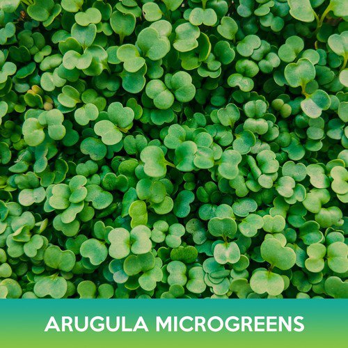 Slow Bolt Arugula Microgreens Seeds Easy to Grow