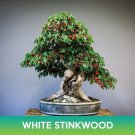 White Stinkwood Seeds Easy to Grow
