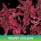Velvet Coleus Seeds Easy to Grow