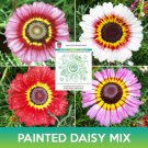 Painted Daisy Mix Seeds Chrysanthemum Carinatum Easy to Grow