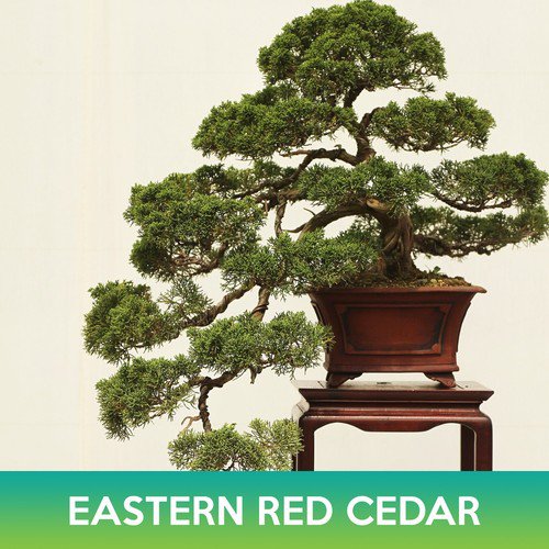 Eastern Red Cedar Seeds Juniperus Virginiana Midwestern Eco Type Easy to Grow