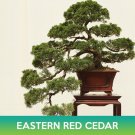 Eastern Red Cedar Seeds Juniperus Virginiana Midwestern Eco Type Easy to Grow