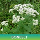 Boneset Seeds Eupatorium Perfoliatum Easy to Grow
