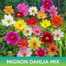 Mignon Dahlia Flower Mix Seeds Dahlia Variabilis Easy to Grow