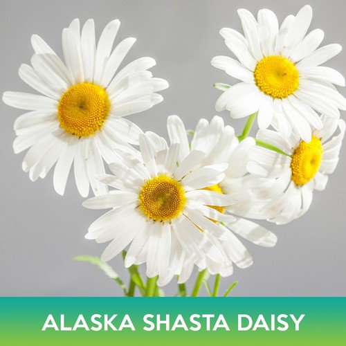 Alaska Shasta Daisy Flower Seeds Combined On 500 Seed Varieties Easy to Grow
