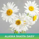 Alaska Shasta Daisy Flower Seeds Combined On 500 Seed Varieties Easy to Grow