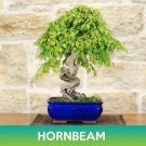 Hornbeam American Seeds Easy to Grow