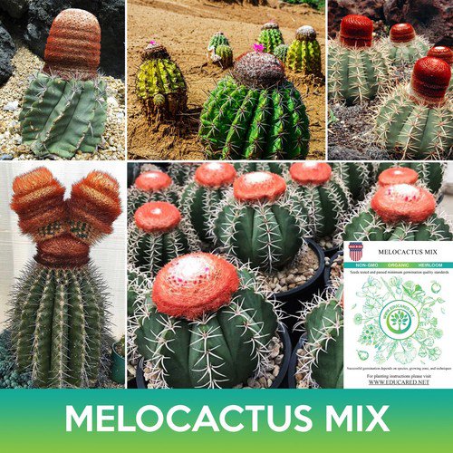 Melocactus Cactus Mix Seeds Easy to Grow
