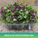 Mesclun Microgreens Mix Seeds Easy to Grow