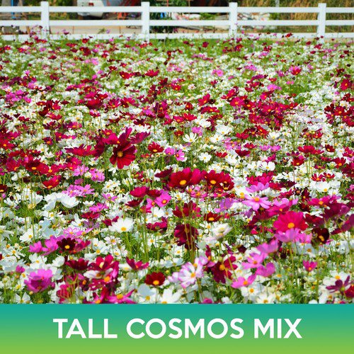 Tall Cosmos Flower Mix Seeds Mexican Aster Cosmo Bipinnatus Easy to Grow