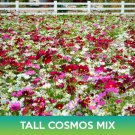 Tall Cosmos Flower Mix Seeds Mexican Aster Cosmo Bipinnatus Easy to Grow