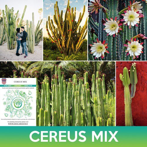 Cereus Cactus Mix Seeds Easy to Grow