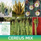 Cereus Cactus Mix Seeds Easy to Grow