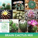Brain Cactus Mix Seeds Echinofossulocactus Easy to Grow