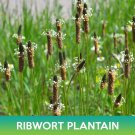 Ribwort Plantain Seeds Plantago Lanceolata Easy to Grow
