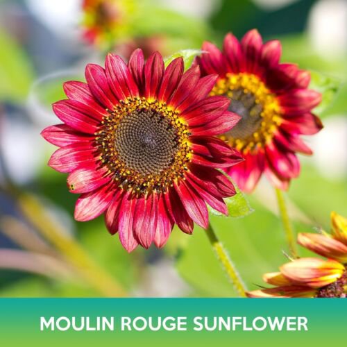 Moulin Rouge Sunflower Seed Red Sunflower Easy to Grow