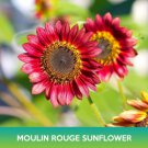 Moulin Rouge Sunflower Seed Red Sunflower Easy to Grow