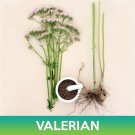 Valerian Seeds Valeriana Officinalis Easy to Grow
