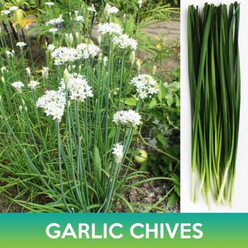 Garlic Chives Seeds Allium Tuberosum Easy to Grow