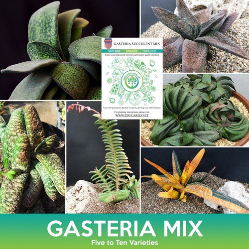 Gasteria Succulent Mix Seeds Easy to Grow