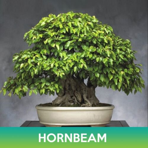 Hornbeam Korean Seeds Easy to Grow