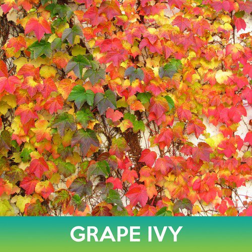 Grape Ivy Seeds Boston Ivy Parthenocissus Tricuspidata Easy to Grow