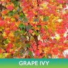 Grape Ivy Seeds Boston Ivy Parthenocissus Tricuspidata Easy to Grow