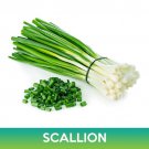 Evergreen Hardy White Scallion Seeds Easy to Grow