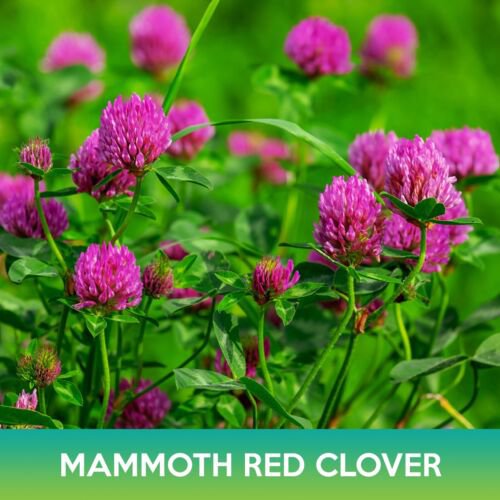 Mammoth Red Clover Seeds Trifolium Pratense Easy to Grow