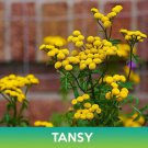 Tansy Flower Seeds Tanacetum Vulgare Easy to Grow