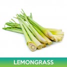 Lemongrass Seeds Cymbopogon Easy to Grow