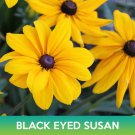 Black Eyed Sn Seeds Rudbeckia Hirta Easy to Grow