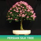 Persian Silk Tree Seeds Albizia Julibrissin Easy to Grow