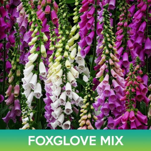 Foxglove Flower Mix Seeds Digitalis Purpurea Easy to Grow