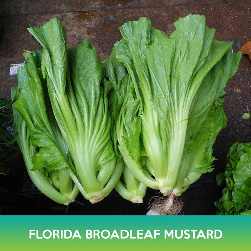 Florida Broadleaf Mustard Seeds Brassica Juncea Easy to Grow
