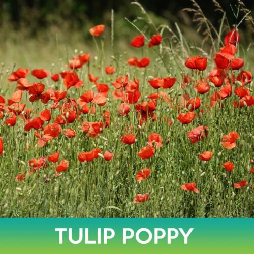 Tulip Poppy Seeds Papaver Glaucum Easy to Grow