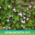 Kenilworth Ivy Seeds Cymbalaria Muralis Easy to Grow