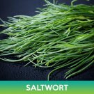 Saltwort Seeds Land Seaweed Salsola Komarovii Easy to Grow