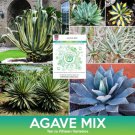Agave Succulent Mix Seeds Combined On 500 Seed Varieties Easy to Grow