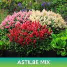 Astilbe Flower Mix Seeds Astilbe Arendsii Bunter Easy to Grow