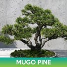 Mugo Pine Seeds Swiss Mountain Pine Pinus Mugo Easy to Grow