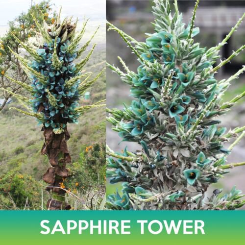 Puya Sapphire Tower Succulent Seeds Puya Alpestris Mountain Puya Easy to Grow
