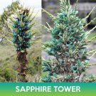 Puya Sapphire Tower Succulent Seeds Puya Alpestris Mountain Puya Easy to Grow