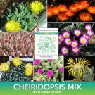 Cheiridopsis Succulent Mix Seeds Easy to Grow